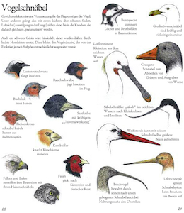 Vogelschnäbel sind oftmals hochspezialisierte Werkzeuge und typische Erkennungs-Merkmale diverser Arten.